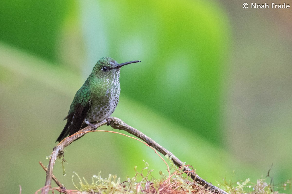 Many-spotted Hummingbird - Noah Frade