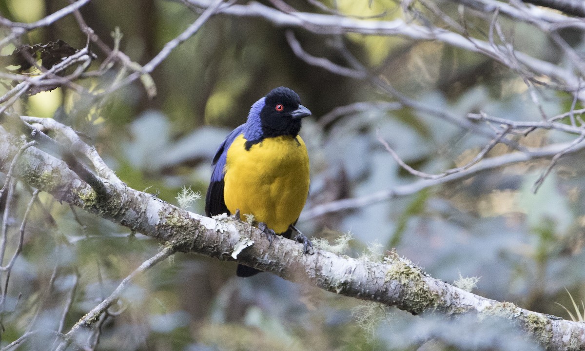 Hooded Mountain Tanager - Brian Sullivan