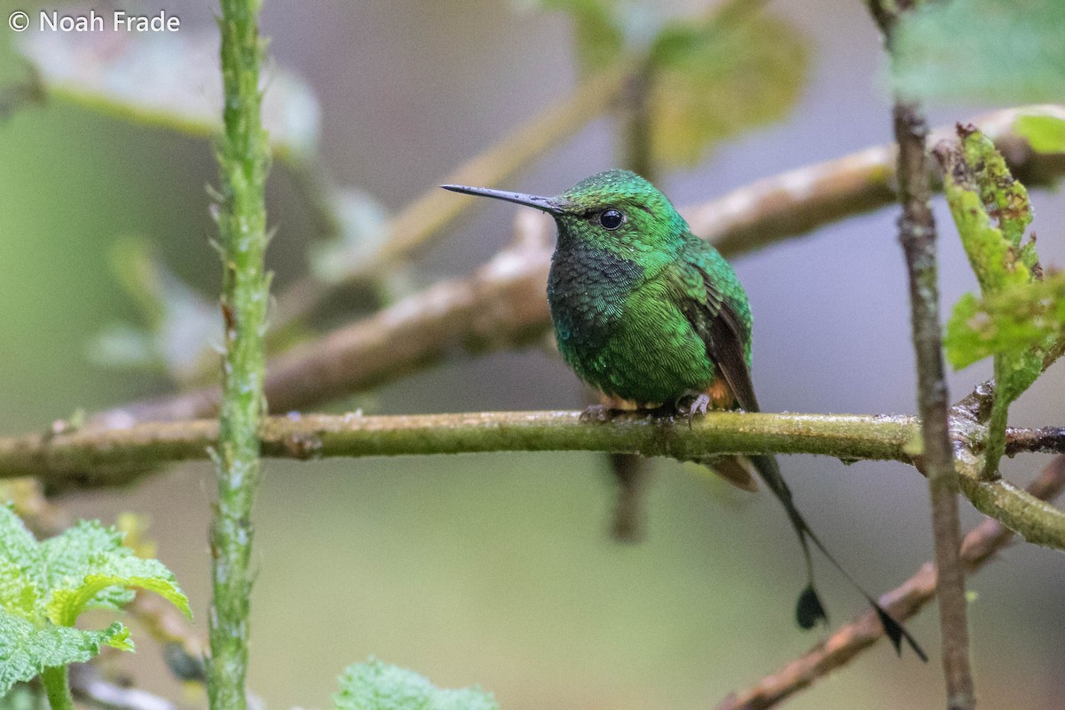 Rufous-booted Racket-tail - Noah Frade