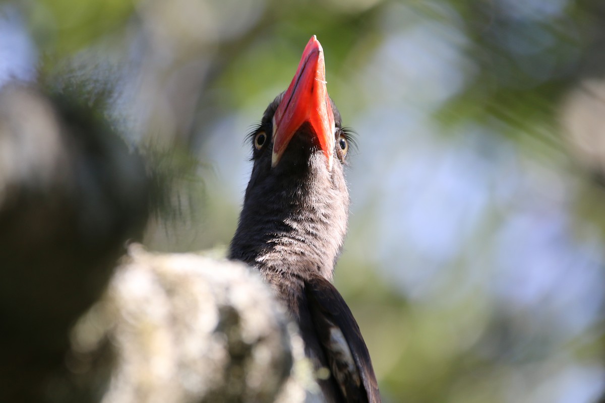 Crowned Hornbill - Wigbert Vogeley