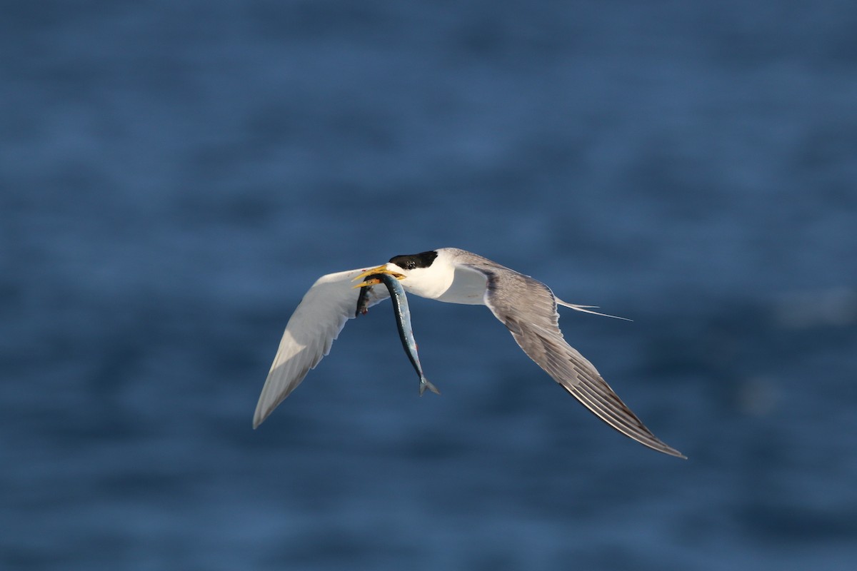 Great Crested Tern - Wigbert Vogeley
