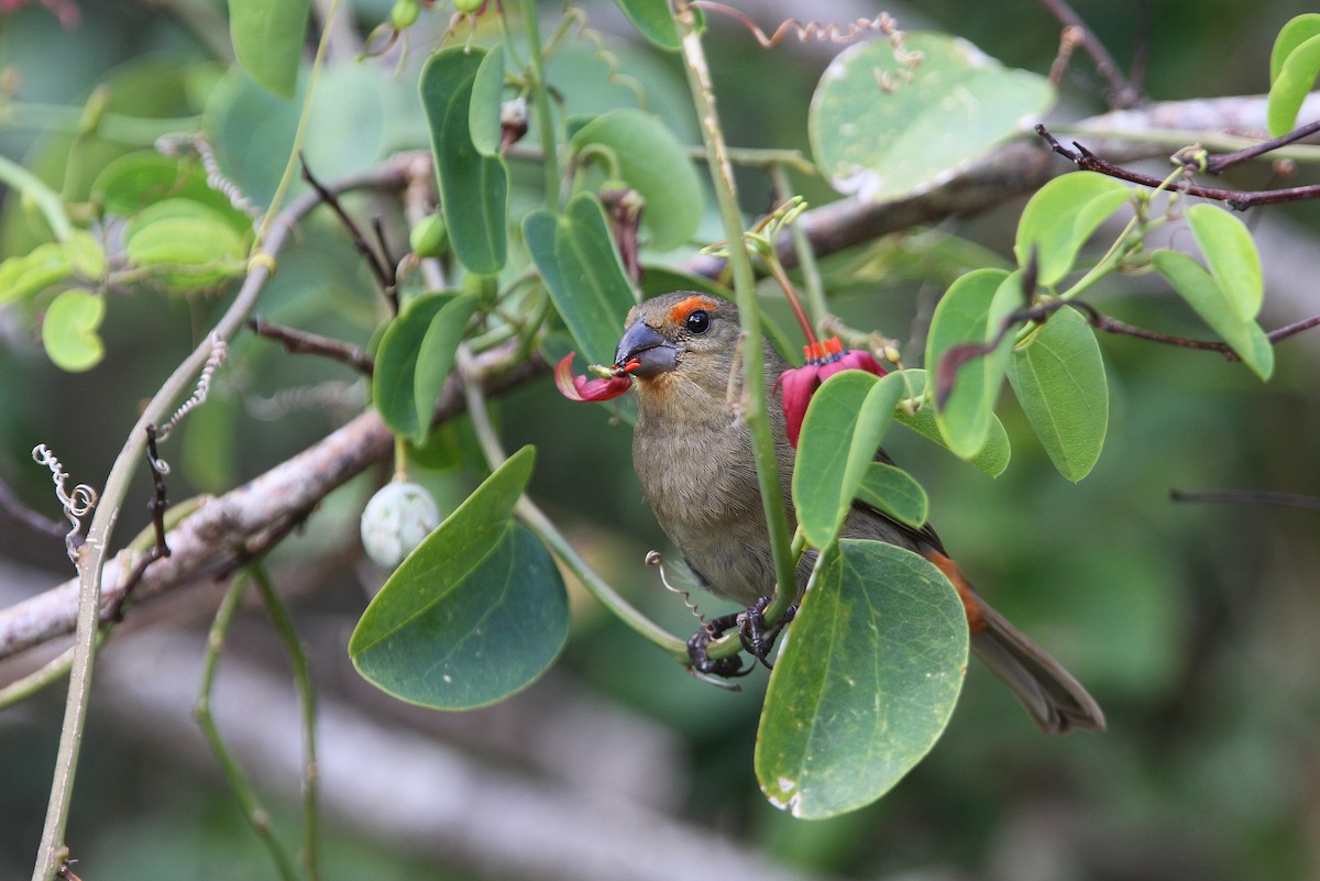 Greater Antillean Bullfinch - Christoph Moning