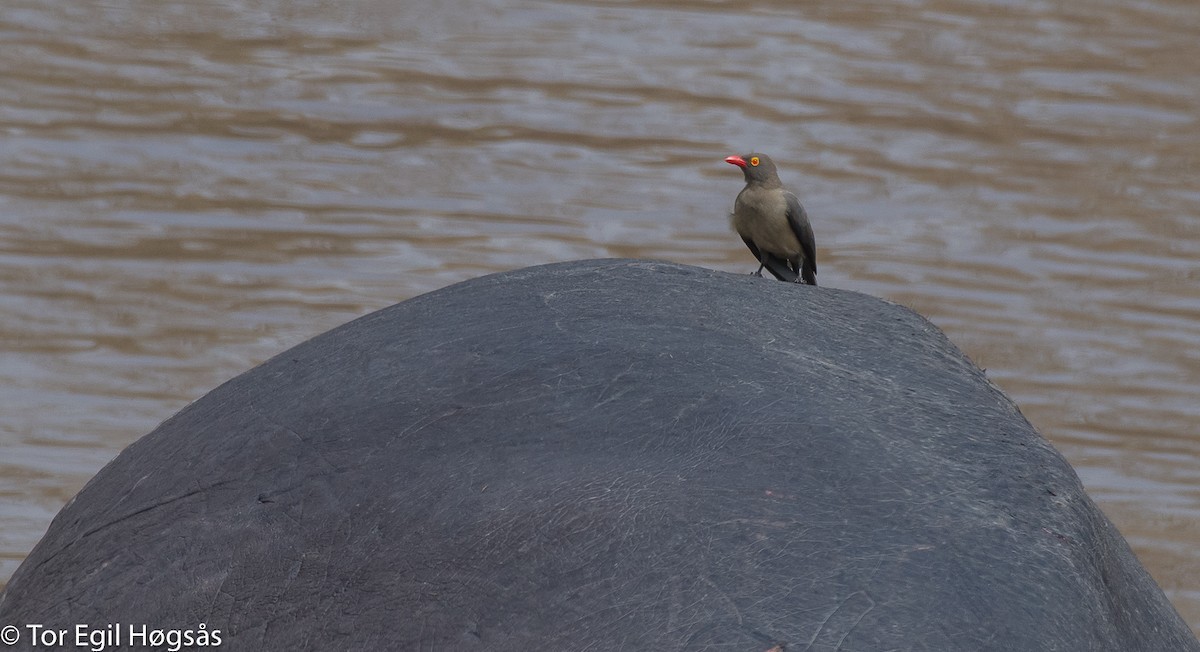 Red-billed Oxpecker - ML65064691