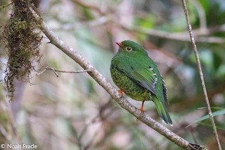  - Band-tailed Fruiteater