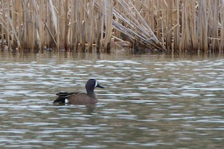 Blue-winged Teal, ML65065181