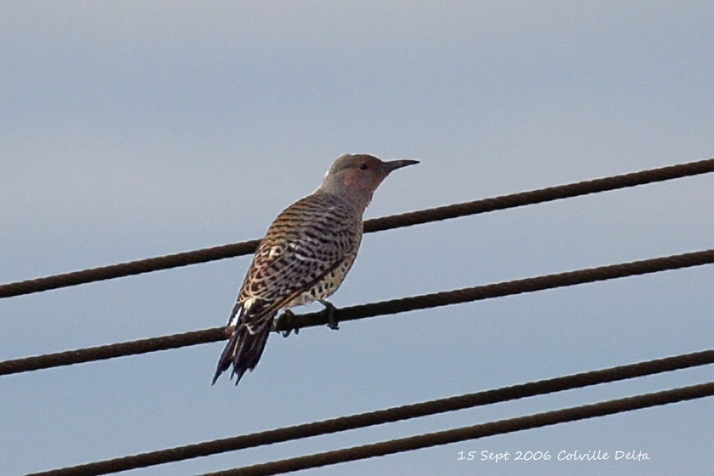 Northern Flicker (Yellow-shafted x Red-shafted) - James Helmericks