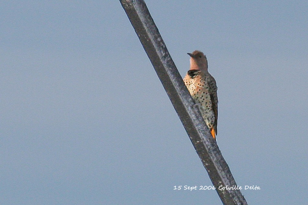 Northern Flicker (Yellow-shafted x Red-shafted) - ML65065281
