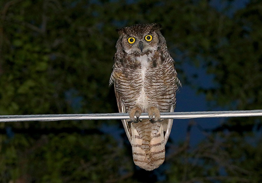 Great Horned Owl - Tim Avery