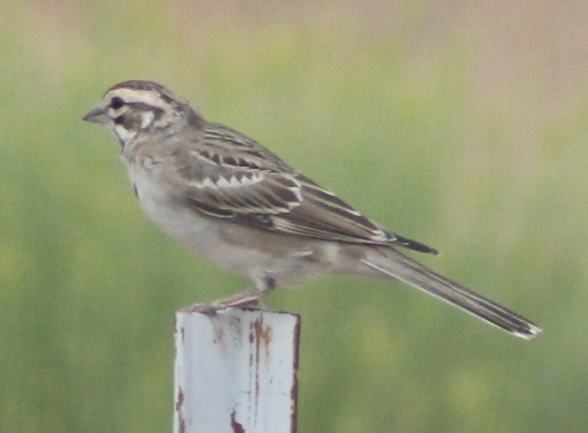 Lark Sparrow - Stacy Holt