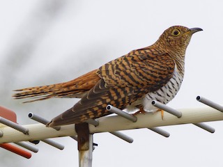 ツツドリ - eBird