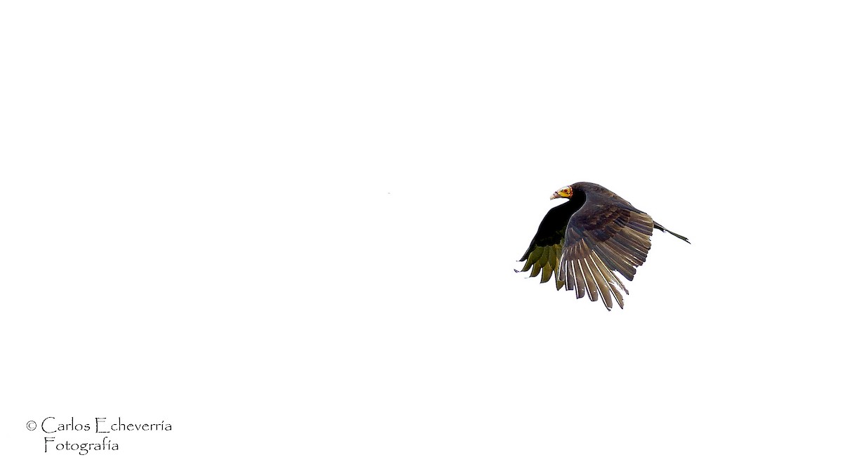 Lesser Yellow-headed Vulture - ML65072011