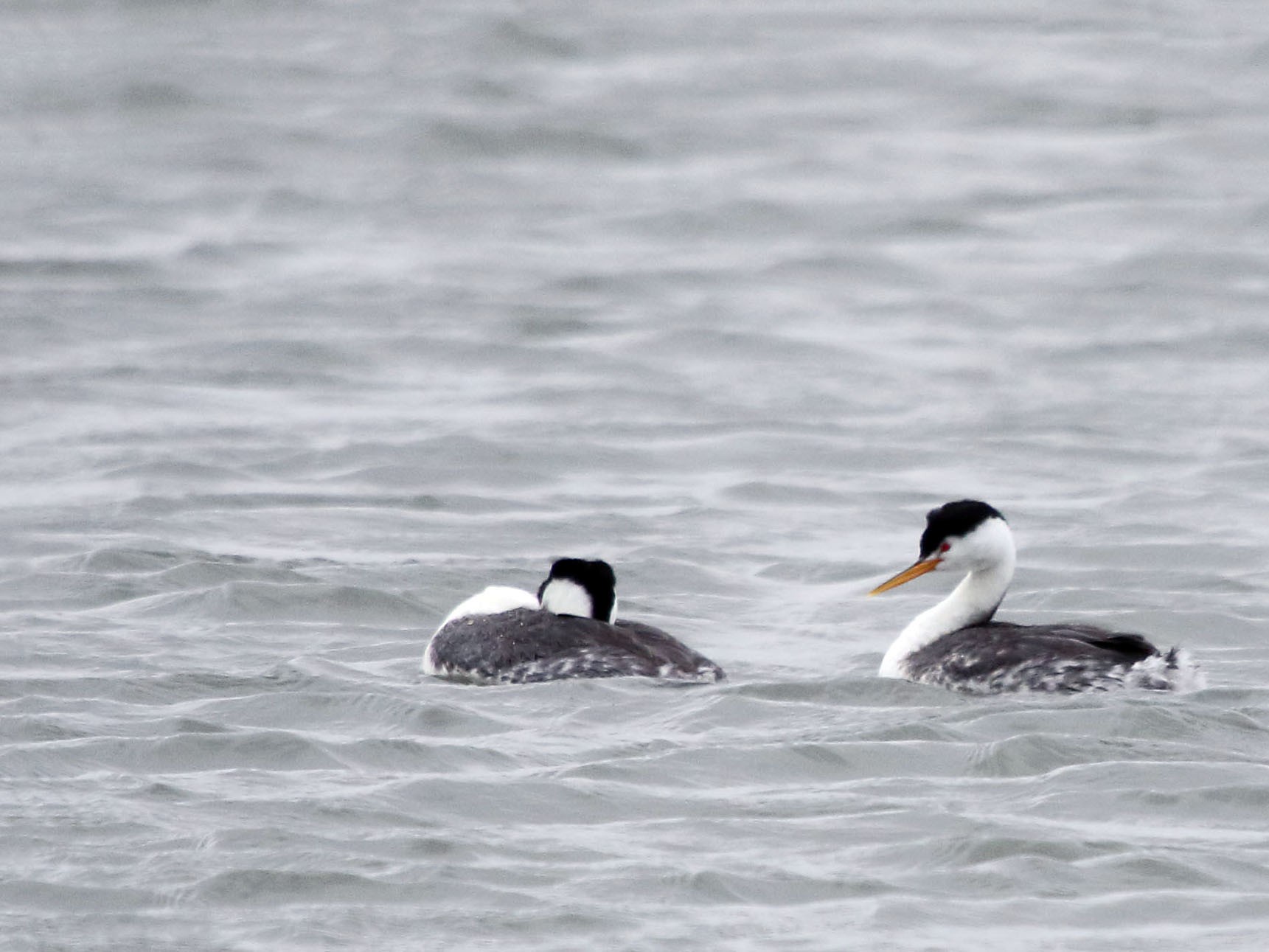 Clark's Grebe - Myles McNally