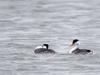  - Clark's Grebe