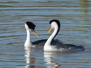  - Clark's Grebe