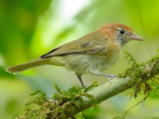 mgilejorge　4点 シルヴィア、jie2点、lowbeatNo,9 Rufous-naped Greenlet - eBird