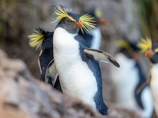 Northern Rockhopper Penguin - eBird