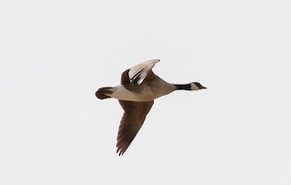 Cackling Goose, ML65077641
