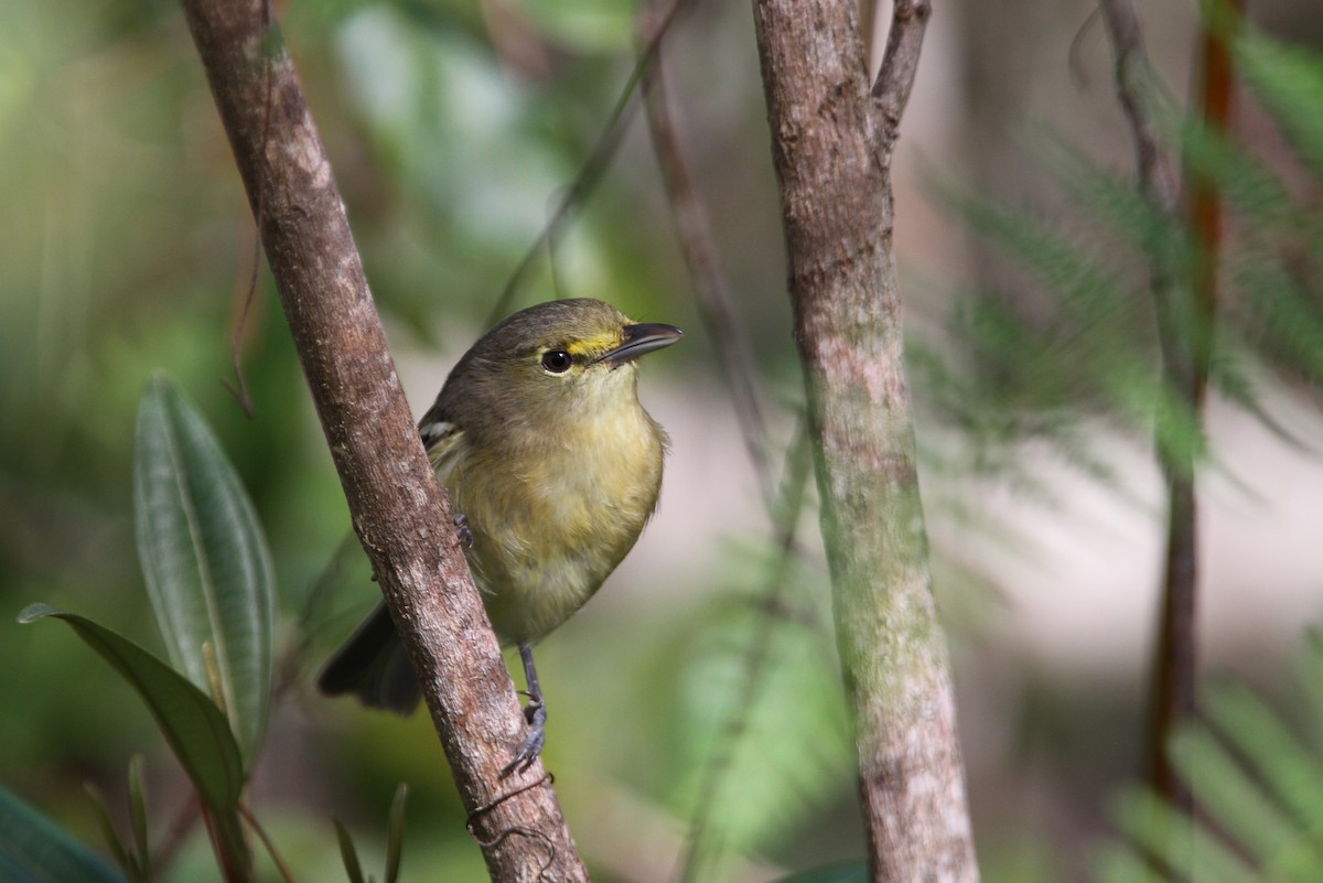 Thick-billed Vireo - ML65078541