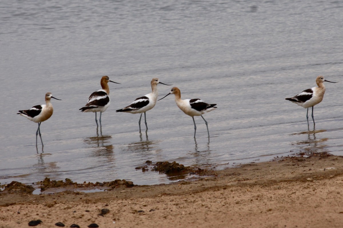 American Avocet - Ronald Newhouse