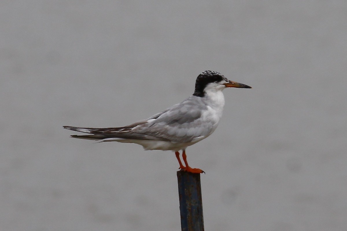 Common Tern - Ronald Newhouse