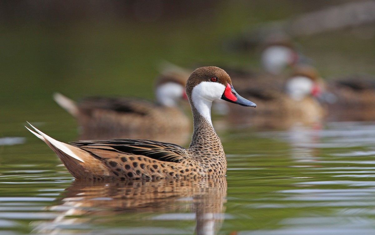 White-cheeked Pintail - Christoph Moning