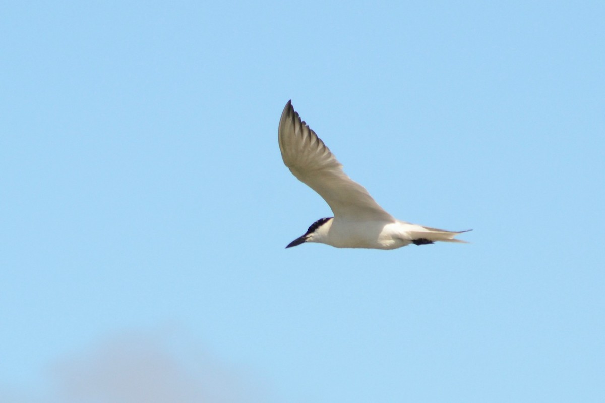 Gull-billed Tern - Paulo  Roncon
