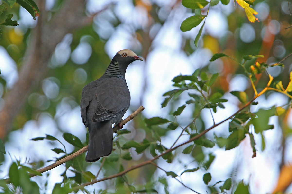 White-crowned Pigeon - ML65082221
