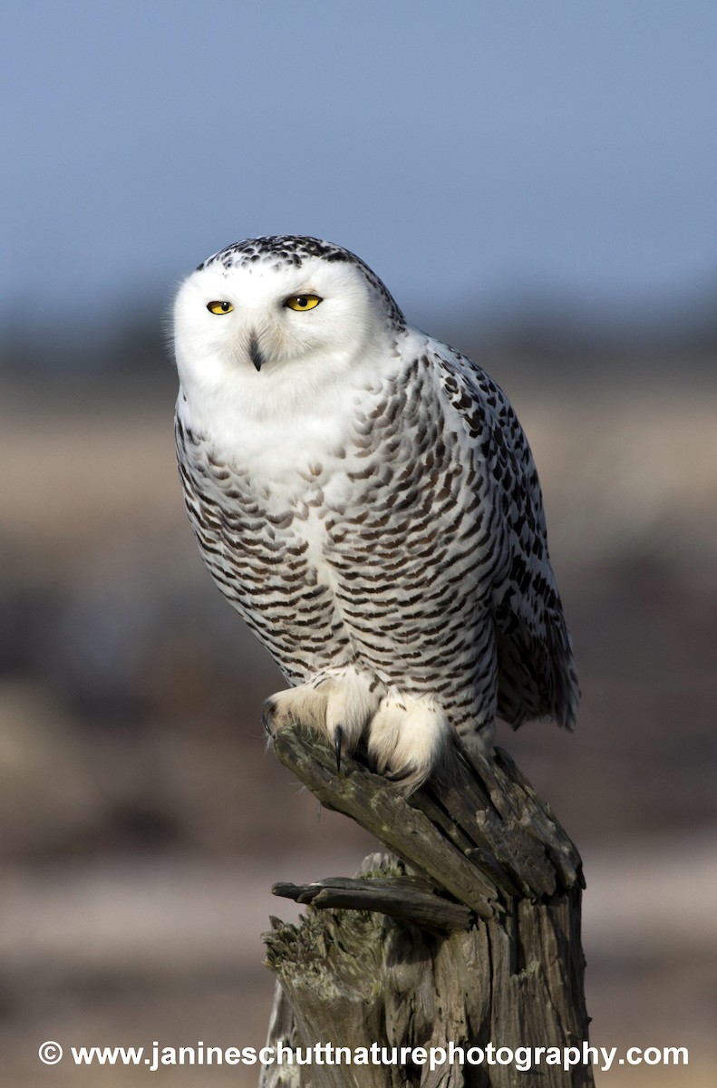 Snowy Owl - Janine Schutt
