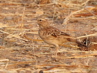 Rusty Lark - eBird