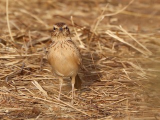 Rusty Lark - eBird