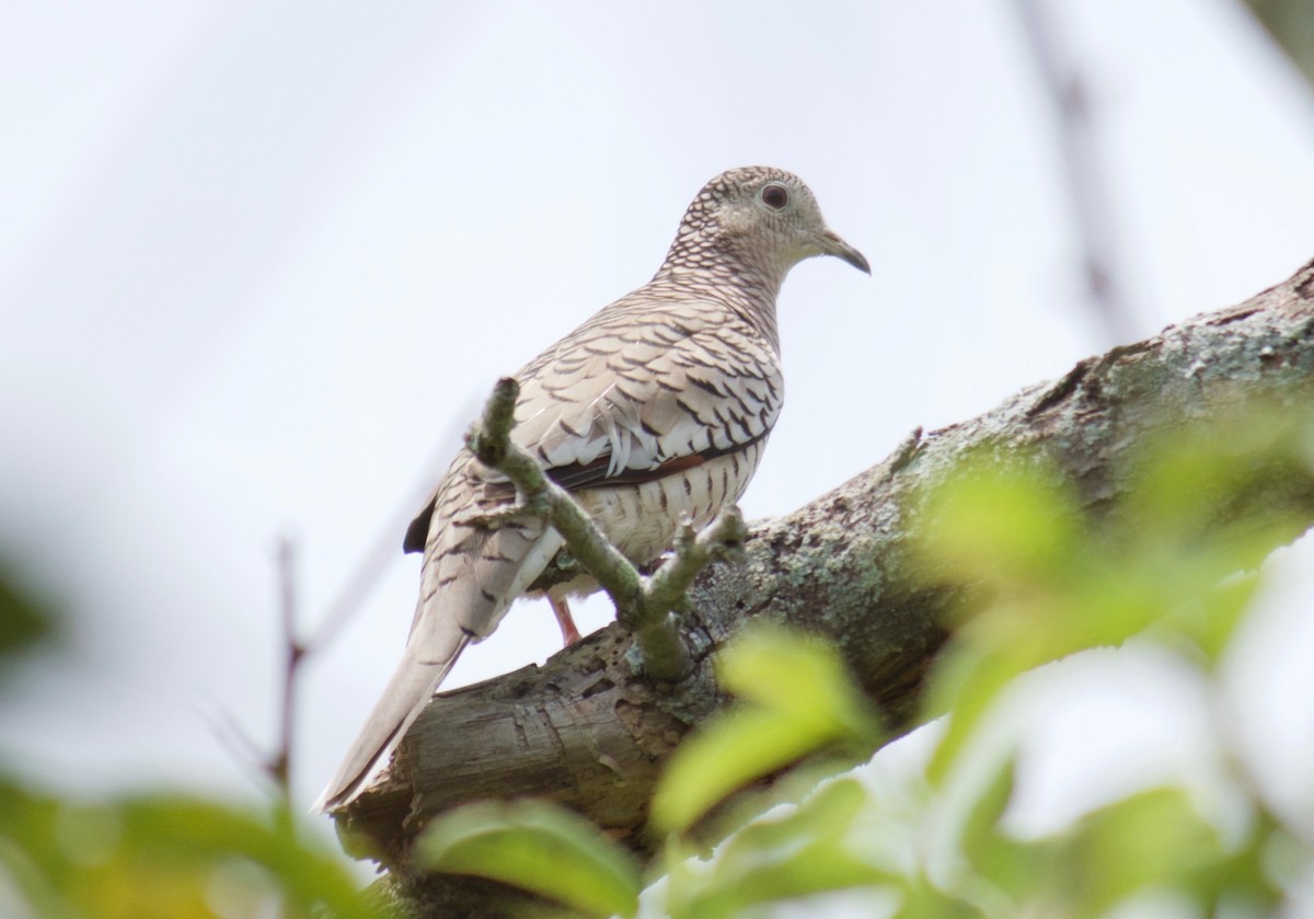 Scaled Dove - Will Knowlton