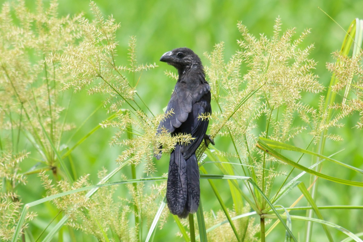 Smooth-billed Ani - Will Knowlton