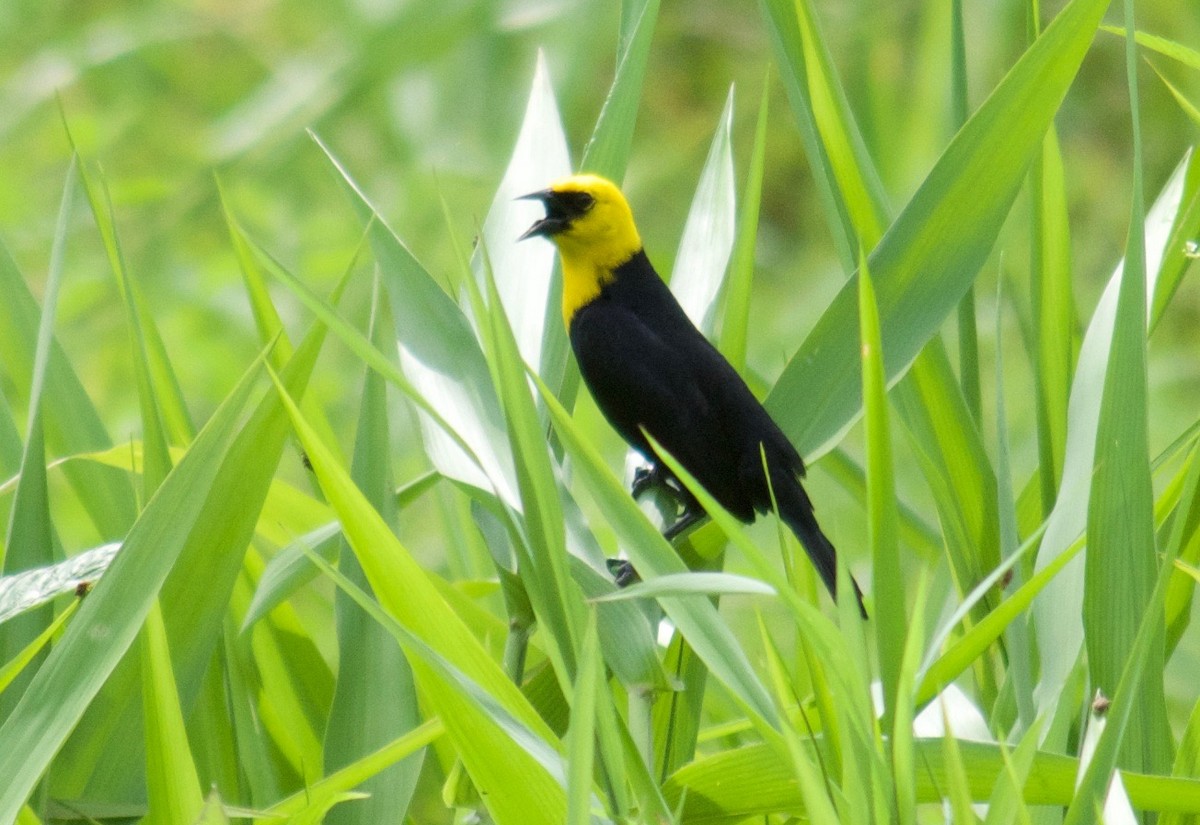Yellow-hooded Blackbird - Will Knowlton