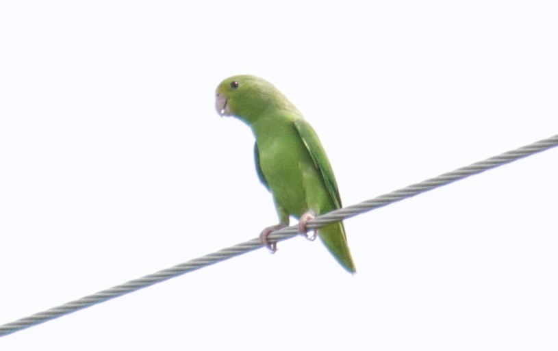 Turquoise-winged Parrotlet - Will Knowlton