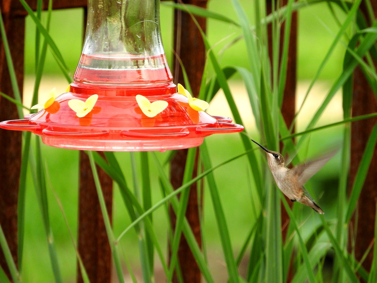 Ruby-throated Hummingbird - ML65084511