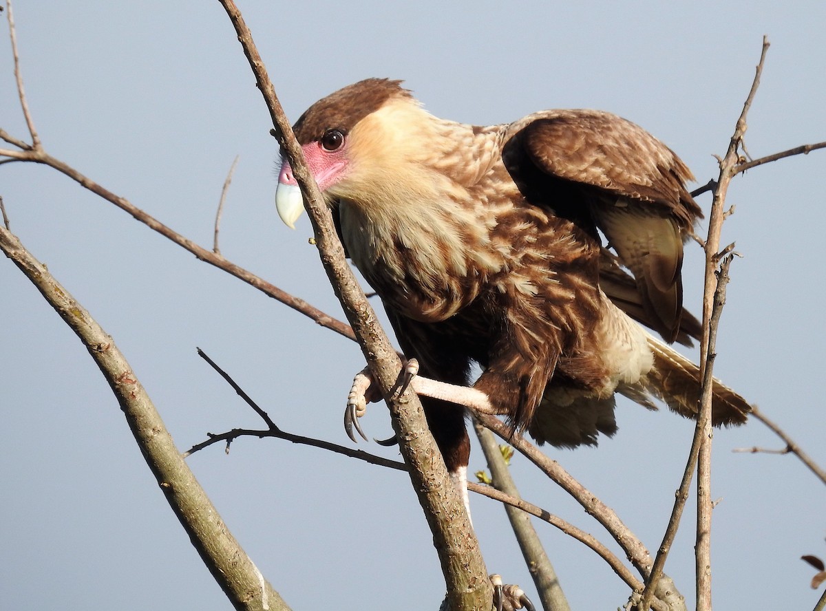 Crested Caracara (Southern) - ML65086191