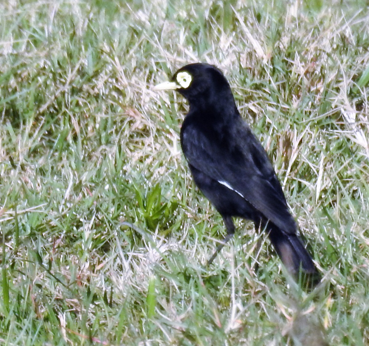 Spectacled Tyrant - ML65088331