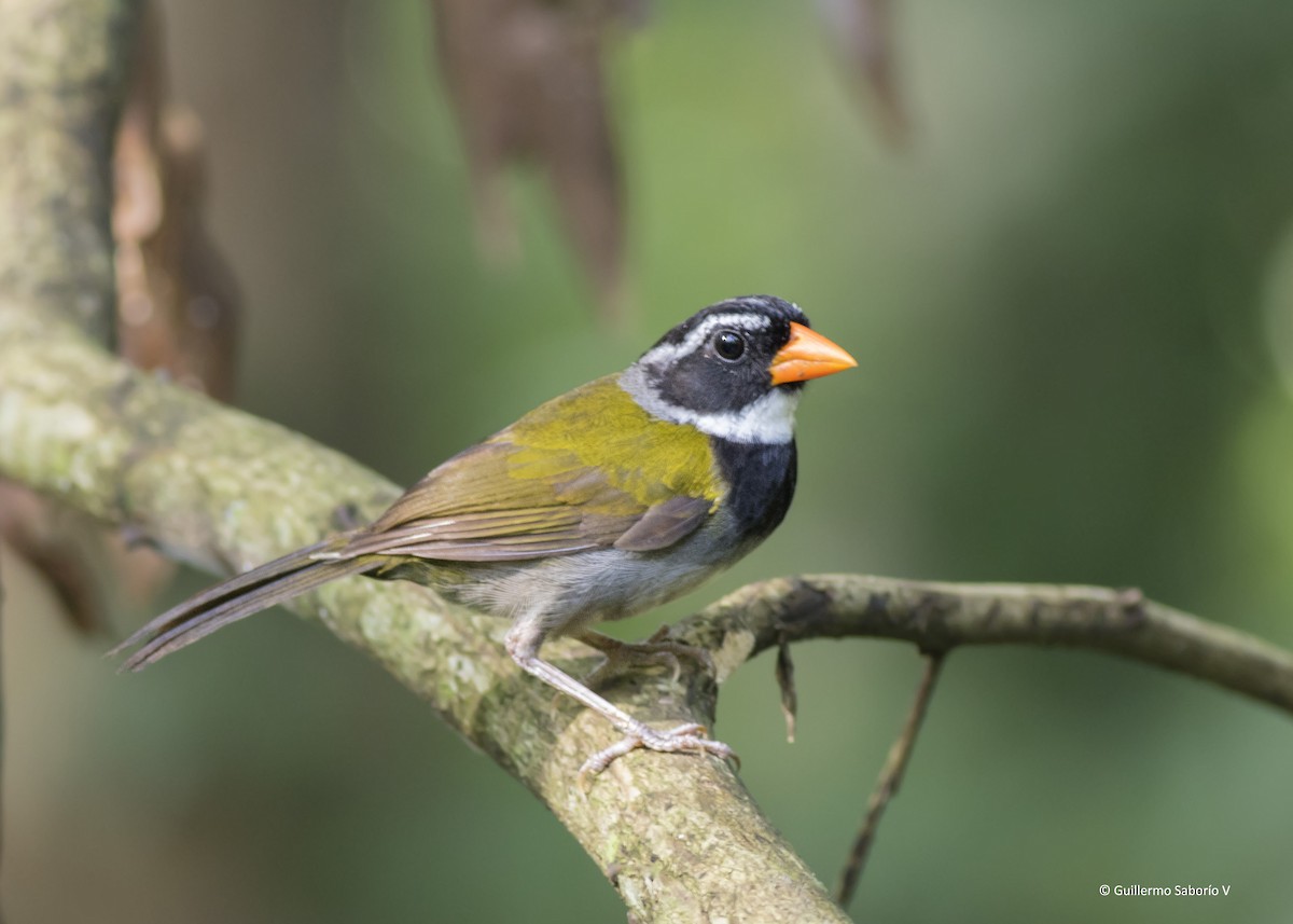 Orange-billed Sparrow - Guillermo  Saborío Vega