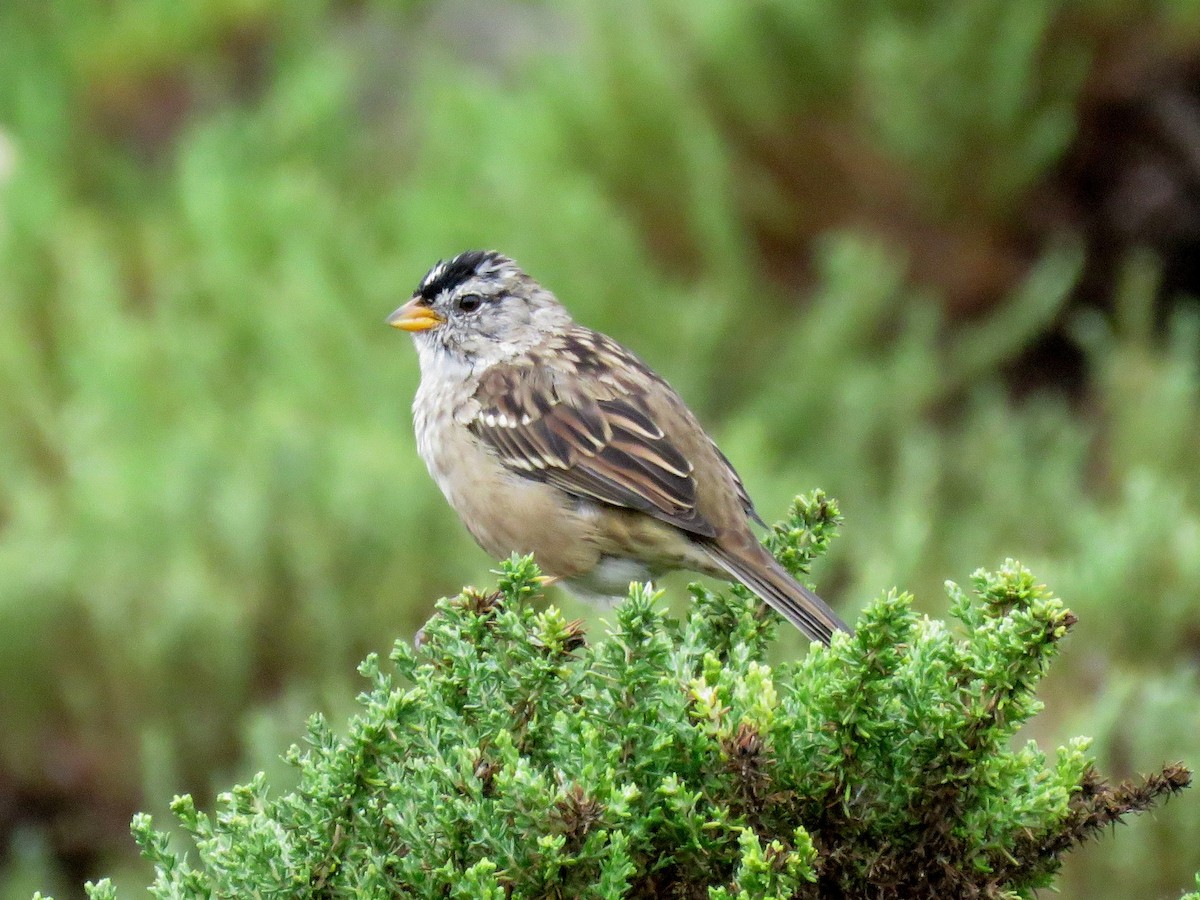 White-crowned Sparrow - Norman Uyeda