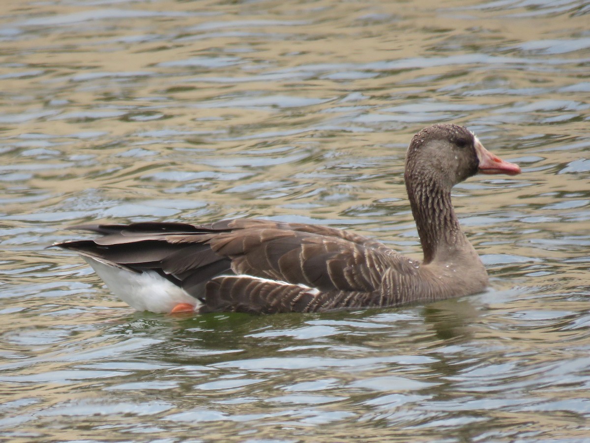Greater White-fronted Goose - Norman Uyeda