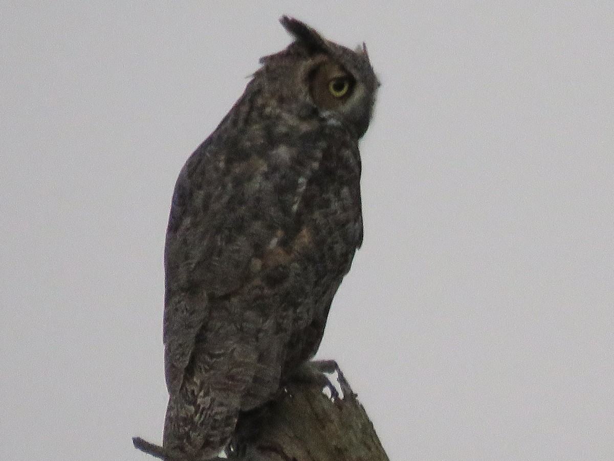 Great Horned Owl - ML65095931
