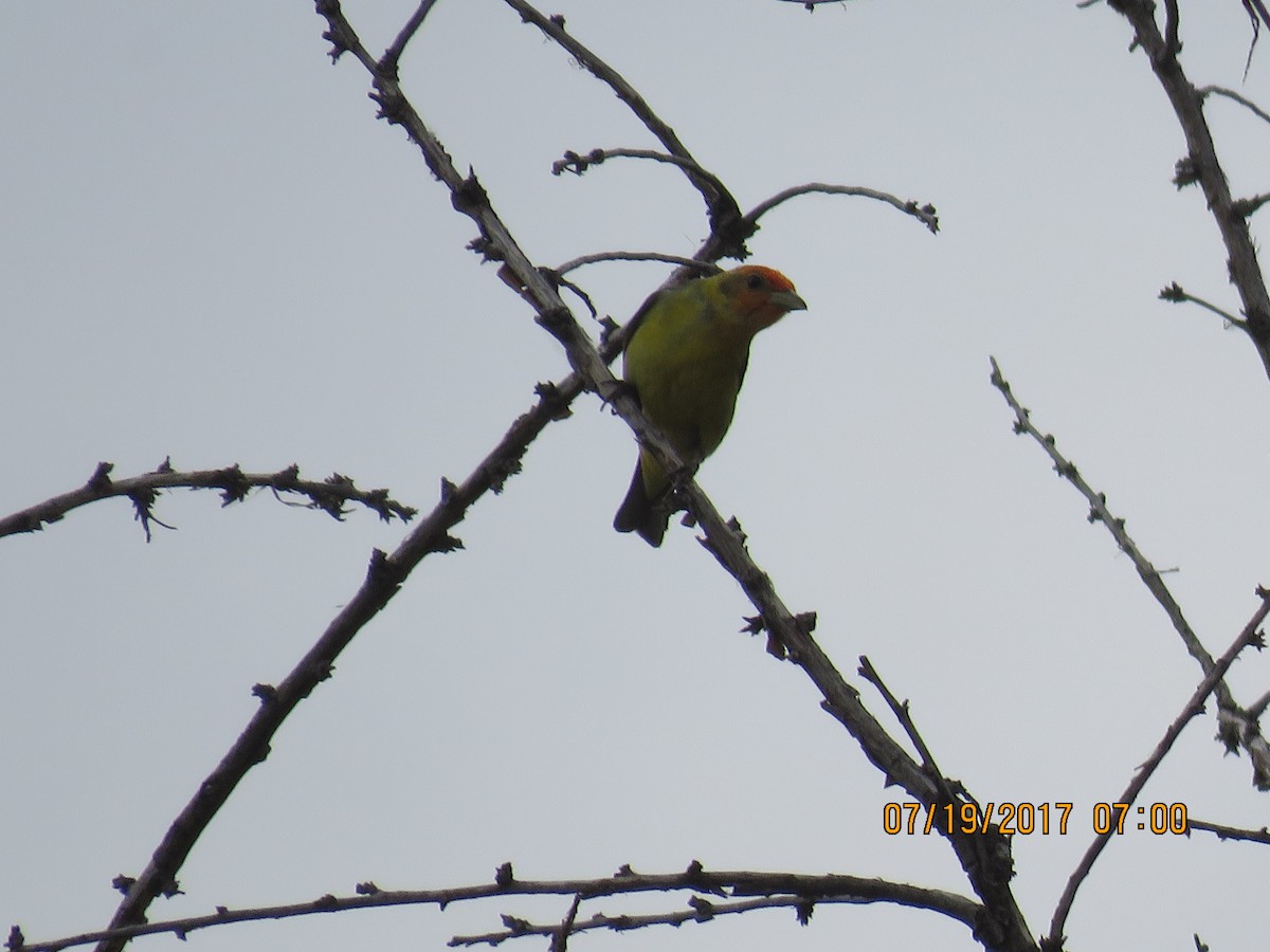 Western Tanager - ML65099891