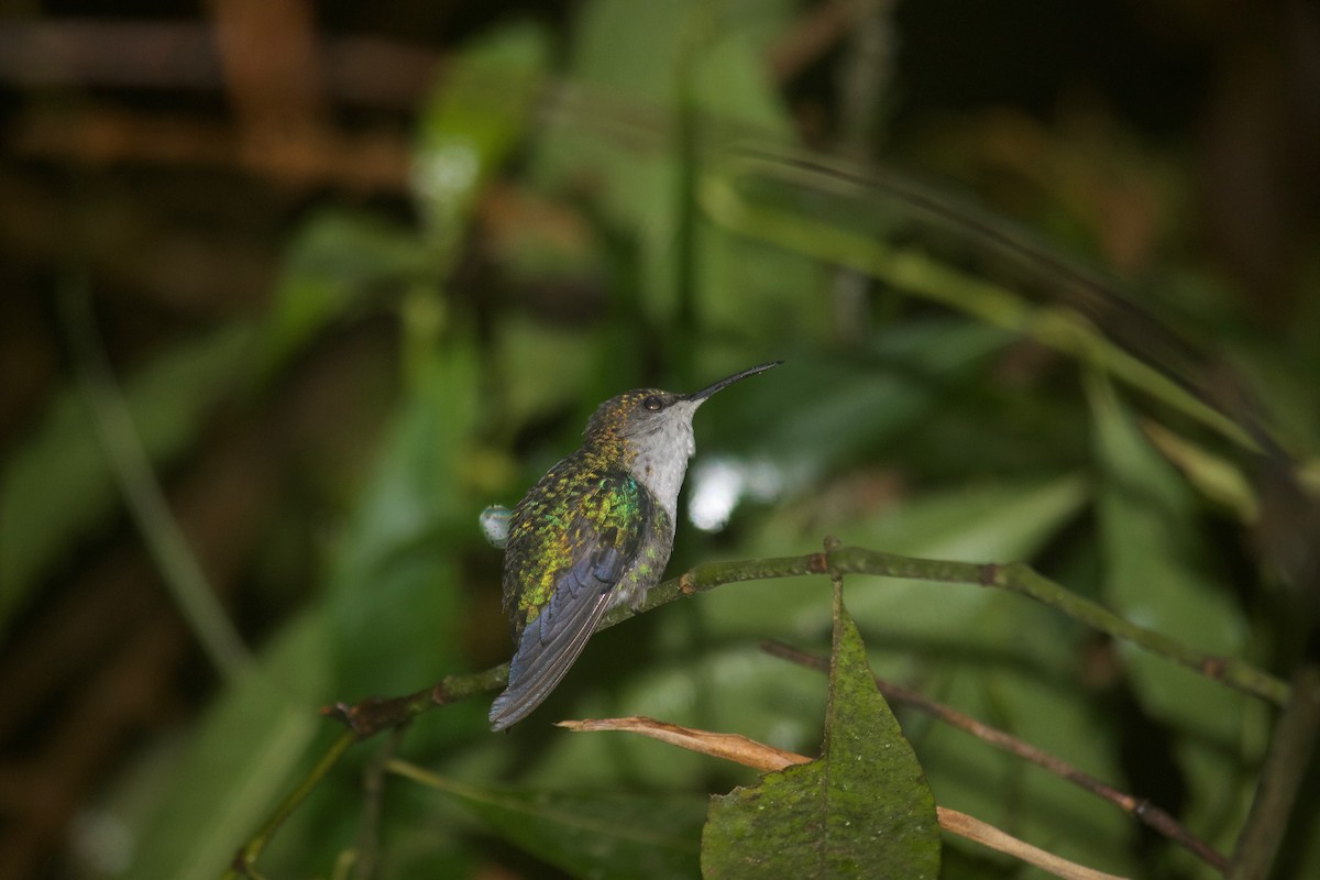 kolibřík vidloocasý - ML65100951