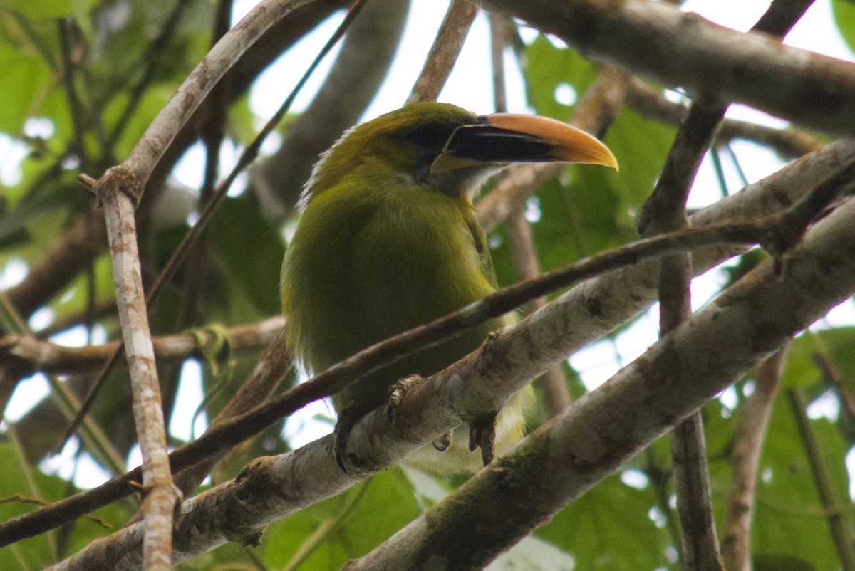 Groove-billed Toucanet (Yellow-billed) - ML65101021