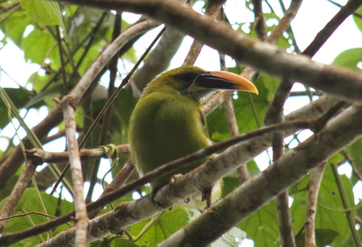 Groove-billed Toucanet (Yellow-billed) - ML65101031