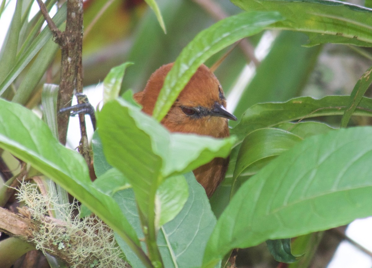 Rusty-headed Spinetail - ML65101541