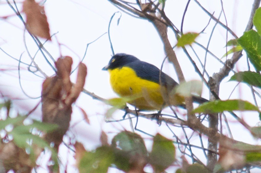 Black-cheeked Mountain Tanager - ML65101681