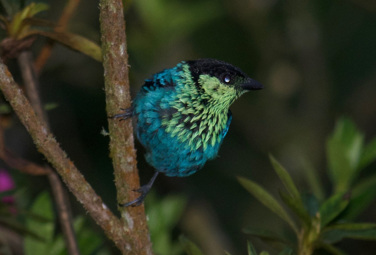 Black-capped Tanager - ML65101741
