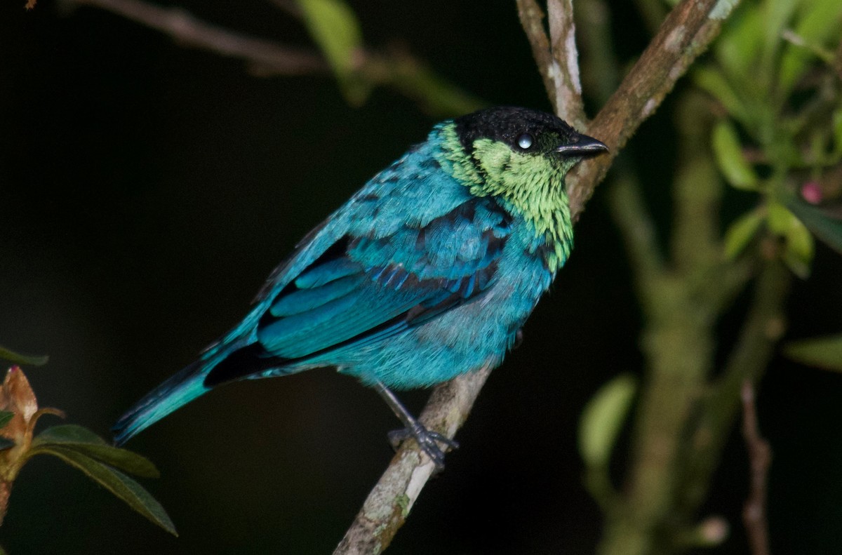 Black-capped Tanager - ML65101751