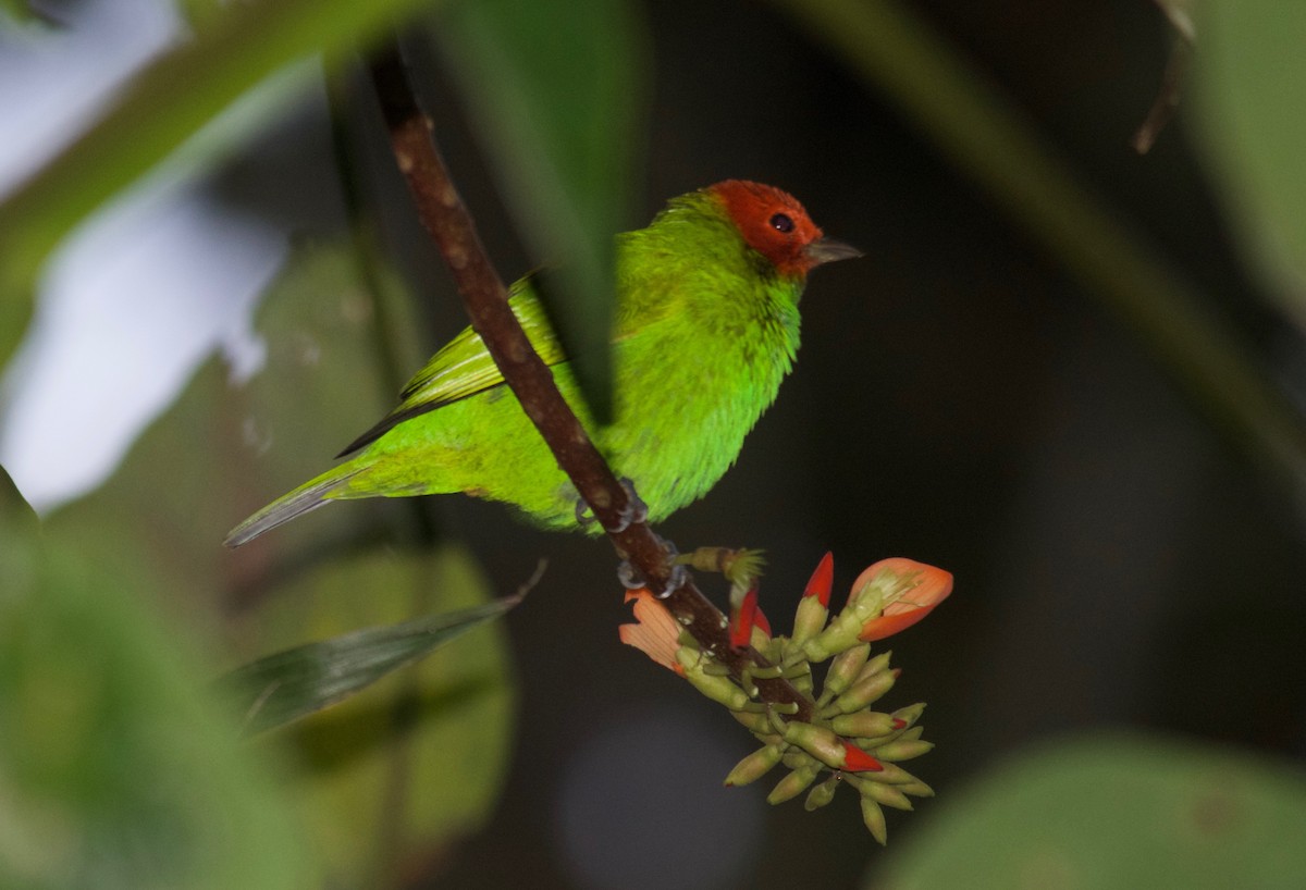 Bay-headed Tanager (Bay-and-green) - ML65101791